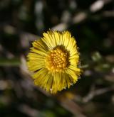 podběl lékařský <i>(Tussilago farfara)</i> / Květ/Květenství