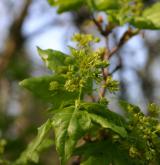 javor babyka <i>(Acer campestre)</i> / Květ/Květenství