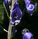 oměj šalamounek <i>(Aconitum plicatum)</i> / Květ/Květenství