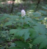 samorostlík klasnatý <i>(Actaea spicata)</i> / Květ/Květenství