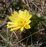 hlaváček jarní <i>(Adonis vernalis)</i> / Květ/Květenství