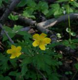 sasanka pryskyřníkovitá <i>(Anemone ranunculoides)</i> / Květ/Květenství