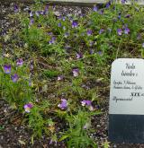 violka trojbarevná <i>(Viola tricolor)</i> / Habitus