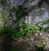 sleziník nepravý <i>(Asplenium adulterinum)</i> / Habitus