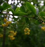 dřišťál obecný <i>(Berberis vulgaris)</i> / Květ/Květenství