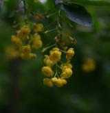 dřišťál obecný <i>(Berberis vulgaris)</i> / Květ/Květenství