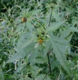 dvouzubec černoplodý <i>(Bidens frondosus)</i> / Květ/Květenství