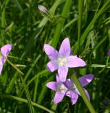 zvonek rozkladitý <i>(Campanula patula)</i> / Květ/Květenství