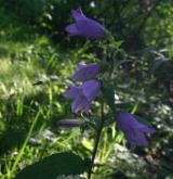 zvonek kopřivolistý <i>(Campanula trachelium)</i> / Květ/Květenství