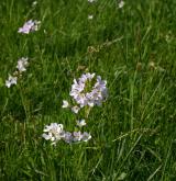 řeřišnice luční <i>(Cardamine pratensis)</i> / Květ/Květenství