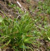 ostřice prstnatá <i>(Carex digitata)</i> / Habitus