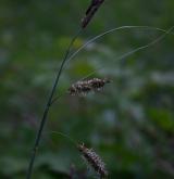 ostřice flacca <i>(Carex flacca)</i> / Květ/Květenství