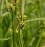 ostřice rusá <i>(Carex flava)</i> / Plod