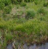 ostřice rusá <i>(Carex flava)</i> / Porost