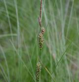 ostřice plstnatoplodá <i>(Carex lasiocarpa)</i> / Květ/Květenství