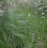 ostřice plstnatoplodá <i>(Carex lasiocarpa)</i> / Porost