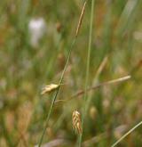 ostřice bažinná <i>(Carex limosa)</i> / Květ/Květenství