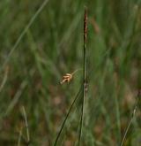 ostřice bažinná <i>(Carex limosa)</i> / Květ/Květenství