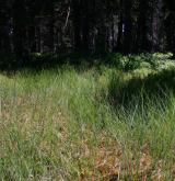 ostřice bažinná <i>(Carex limosa)</i> / Porost