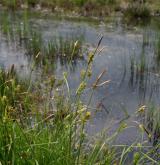 ostřice prosová <i>(Carex panicea)</i> / Květ/Květenství