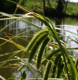 ostřice nedošáchor <i>(Carex pseudocyperus)</i> / Květ/Květenství