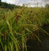 ostřice nedošáchor <i>(Carex pseudocyperus)</i> / Květ/Květenství