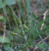 ostřice blešní <i>(Carex pulicaris)</i> / Květ/Květenství