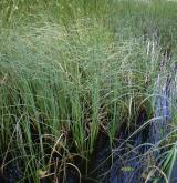 ostřice zobánkatá <i>(Carex rostrata)</i> / Porost