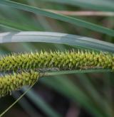 ostřice zobánkatá <i>(Carex rostrata)</i> / Květ/Květenství