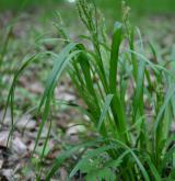 ostřice lesní <i>(Carex sylvatica)</i> / Habitus