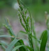 ostřice lesní <i>(Carex sylvatica)</i> / Květ/Květenství