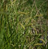 ostřice měchýřkatá <i>(Carex vesicaria)</i> / Květ/Květenství