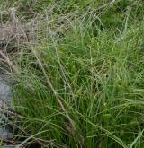 ostřice měchýřkatá <i>(Carex vesicaria)</i> / Porost