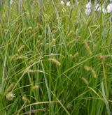 ostřice měchýřkatá <i>(Carex vesicaria)</i> / Habitus