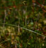 ostřice chudokvětá <i>(Carex pauciflora)</i> / Květ/Květenství