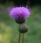 pcháč šedý <i>(Cirsium canum)</i> / Květ/Květenství