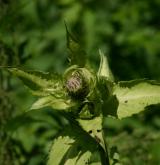 pcháč zelinný  <i>(Cirsium oleraceum)</i> / Květ/Květenství