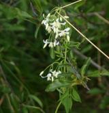 plamének plotní  <i>(Clematis vitalba)</i>