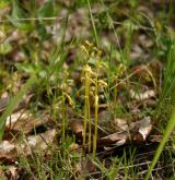 korálice trojklaná <i>(Corallorhiza trifida)</i> / Květ/Květenství