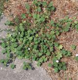 sléz přehlížený <i>(Malva neglecta)</i> / Habitus