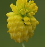 jetel zlatý <i>(Trifolium aureum)</i>