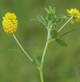 jetel zlatý <i>(Trifolium aureum)</i> / Habitus