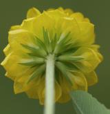 jetel zlatý <i>(Trifolium aureum)</i>