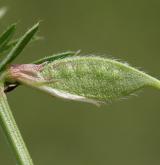 vikev žlutá <i>(Vicia lutea)</i> / Plod