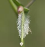 vikev žlutá <i>(Vicia lutea)</i> / Plod