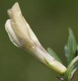 vikev žlutá <i>(Vicia lutea)</i>