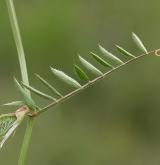 vikev žlutá <i>(Vicia lutea)</i> / List
