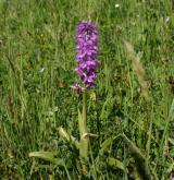 vstavač mužský <i>(Orchis mascula)</i> / Habitus