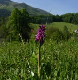 vstavač mužský <i>(Orchis mascula)</i> / Habitus