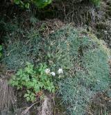 hvozdík moravský <i>(Dianthus moravicus)</i> / Detail porostu